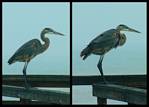 (13) great blue heron montage.jpg    (1000x720)    250 KB                              click to see enlarged picture